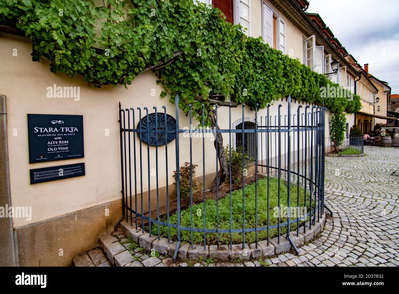 Prospettiva particolare del più antico albero del vino del mondo, Maribor, Slovenia Foto Stock