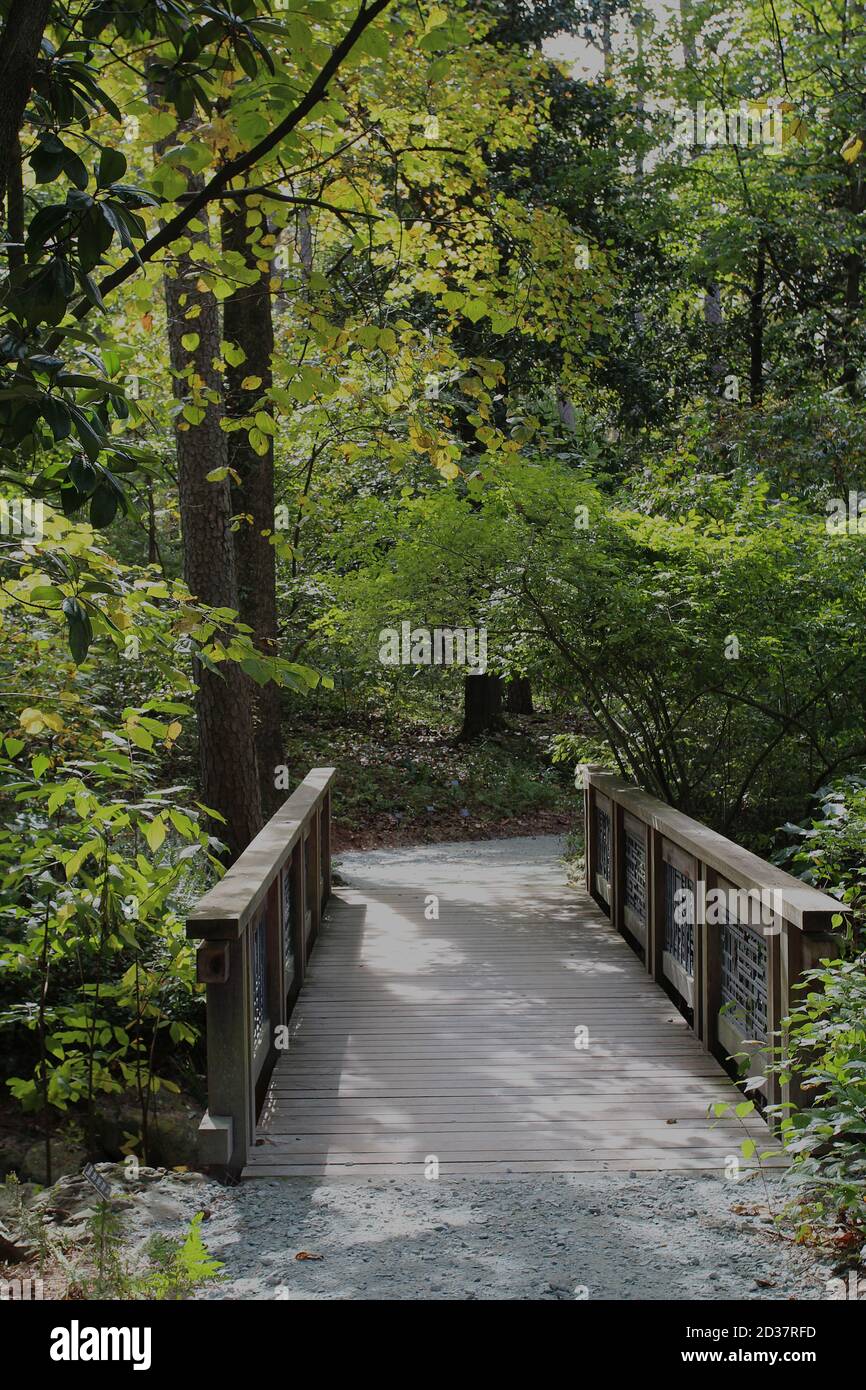 Un ponte di legno che collega due sentieri nella foresta di Durham, Carolina del Nord, Stati Uniti Foto Stock