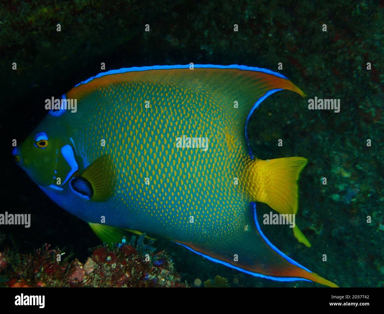 Stupefacente pesci tropicali colorati, Arraial do cabo, Brasile Foto Stock