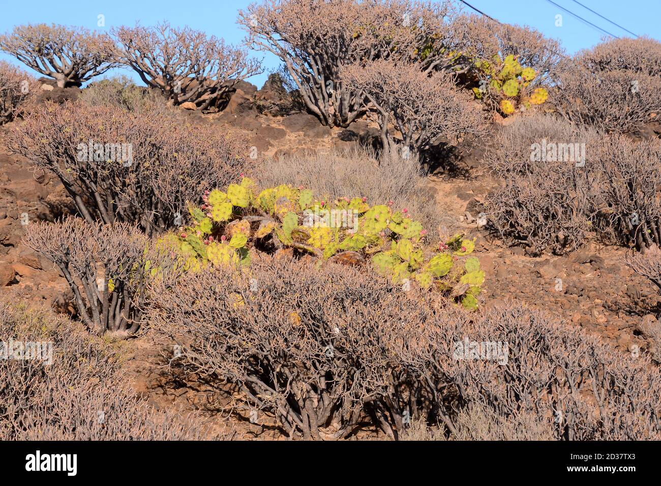 Costa dell'oceano vista del Montana Amarilla Tenerife Foto Stock