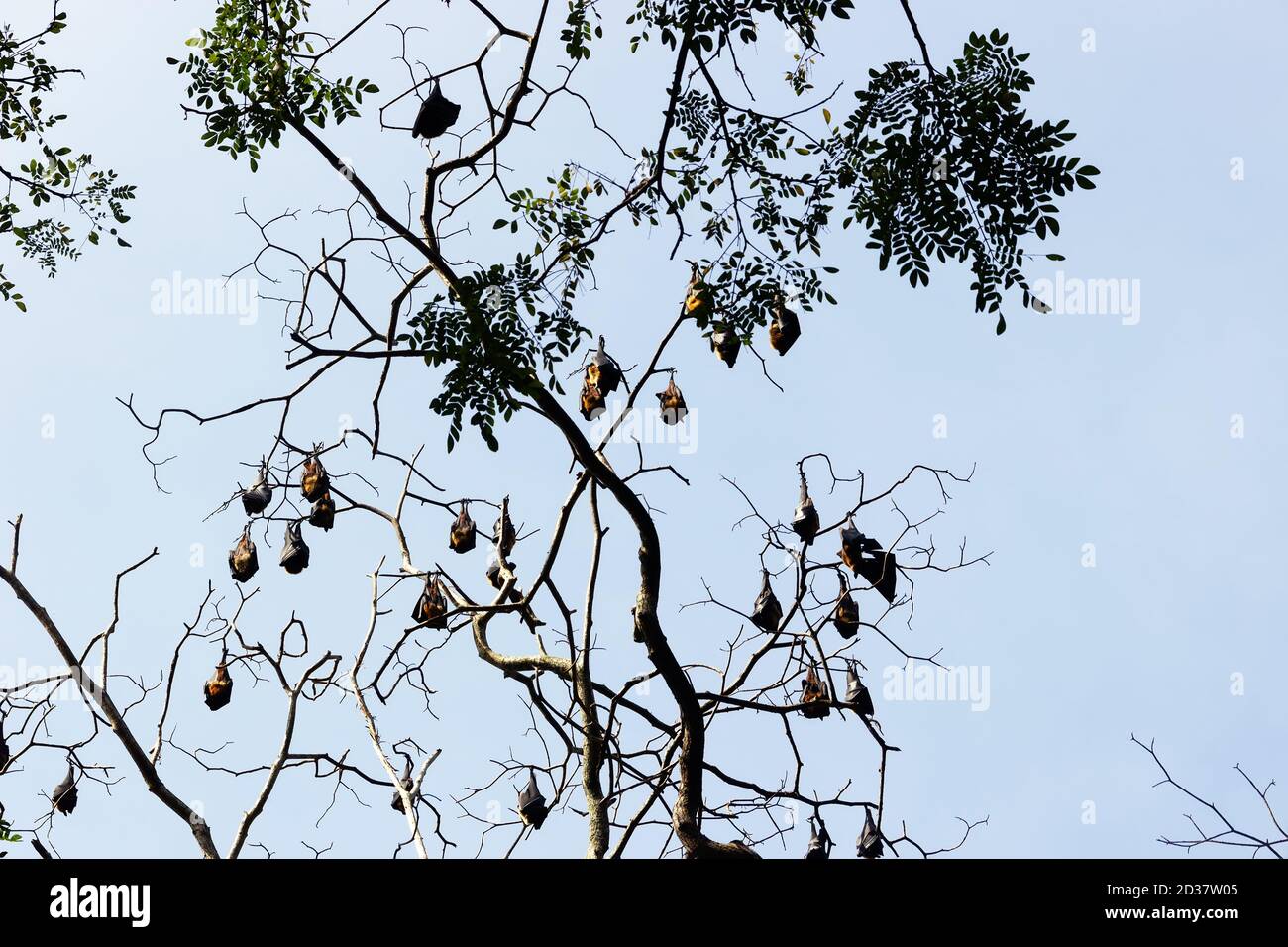 Molte volpe indiane (Pteropus giganteus) pendono dall'albero in una foresta semi-decidua durante il riposo di giorno, inverno. Parassiti di colture di frutta, oggetto di caccia Foto Stock