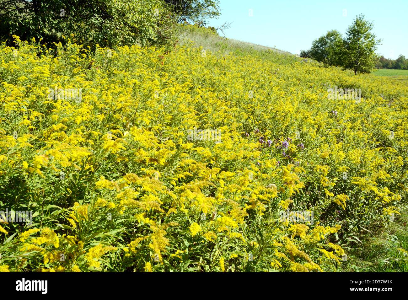 Un campo di fiori selvatici di rondine d'oro (solidago) sul sentiero Bruce nel Boyne Valley Provincial Park, Ontario, Canada. Foto Stock