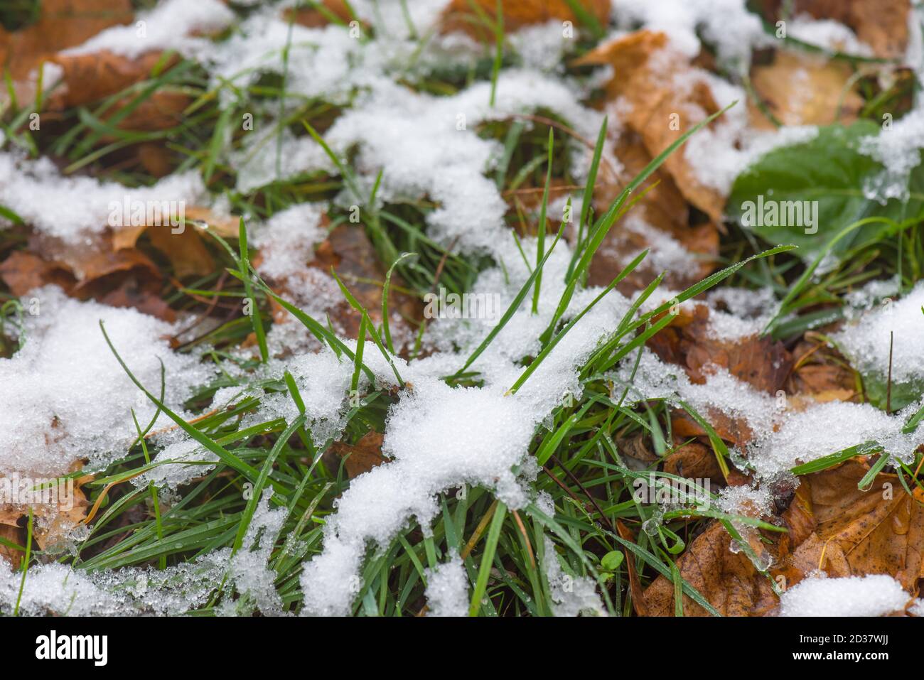 Neve di fusione sull'erba Foto Stock