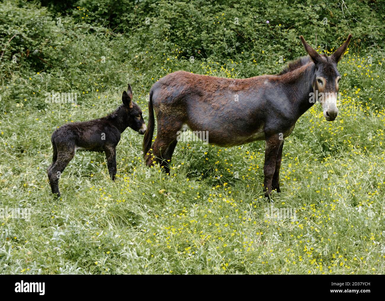 Asino di colore scuro con il bambino dietro in erba verde alta Foto Stock