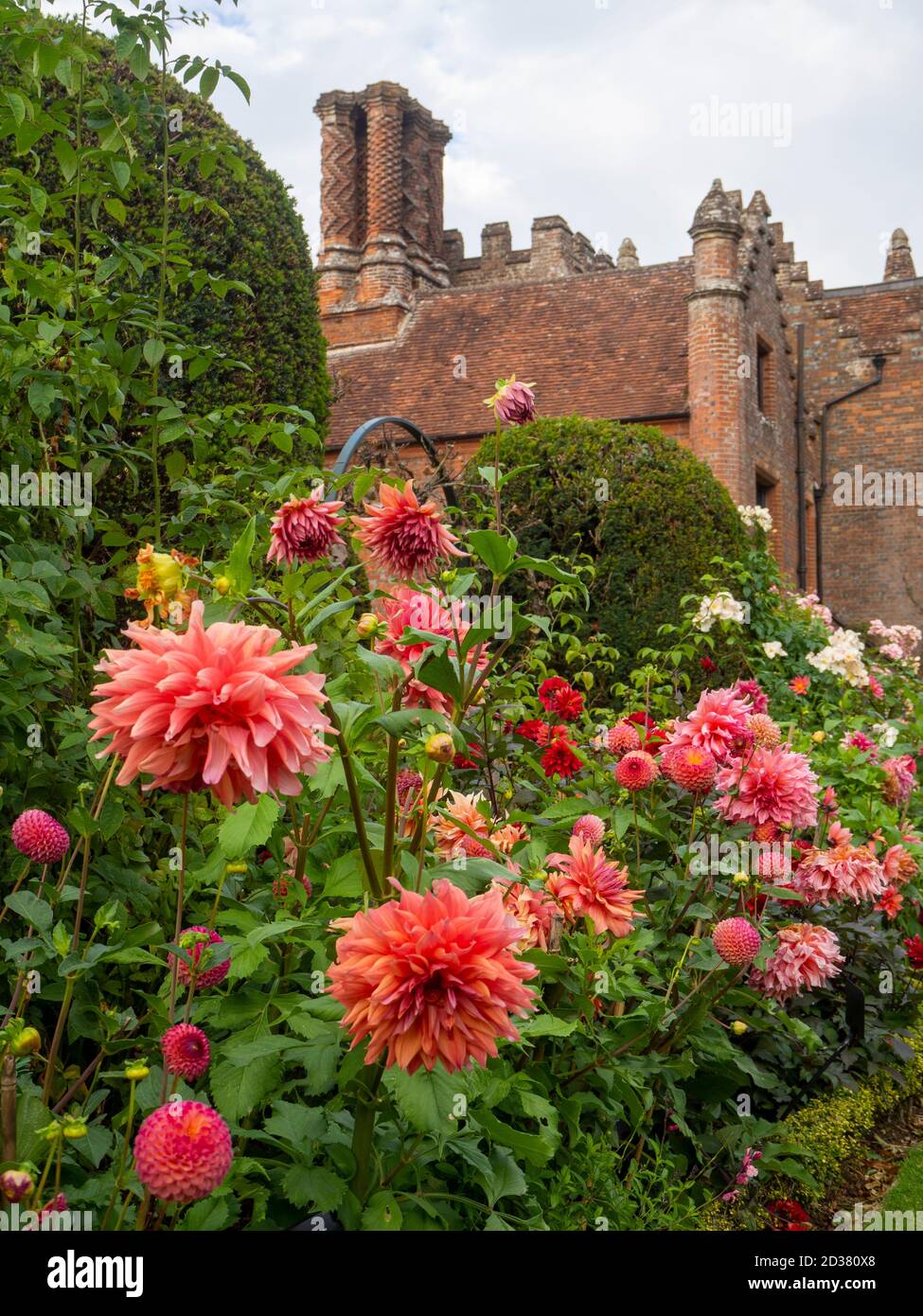 Chenies Manor giardini nel mese di settembre circondato da salmoni rosa dahlias fiori, 'Belle di Barmera', tassi tagliati e Rosa 'Ballerina'. Foto Stock