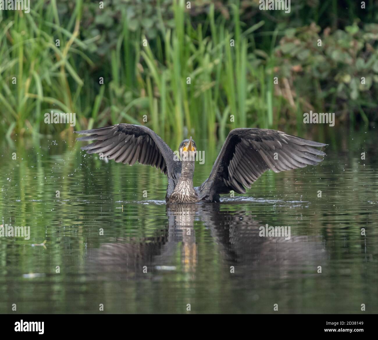 Un cormorano (UK) con ali allungate. Foto Stock