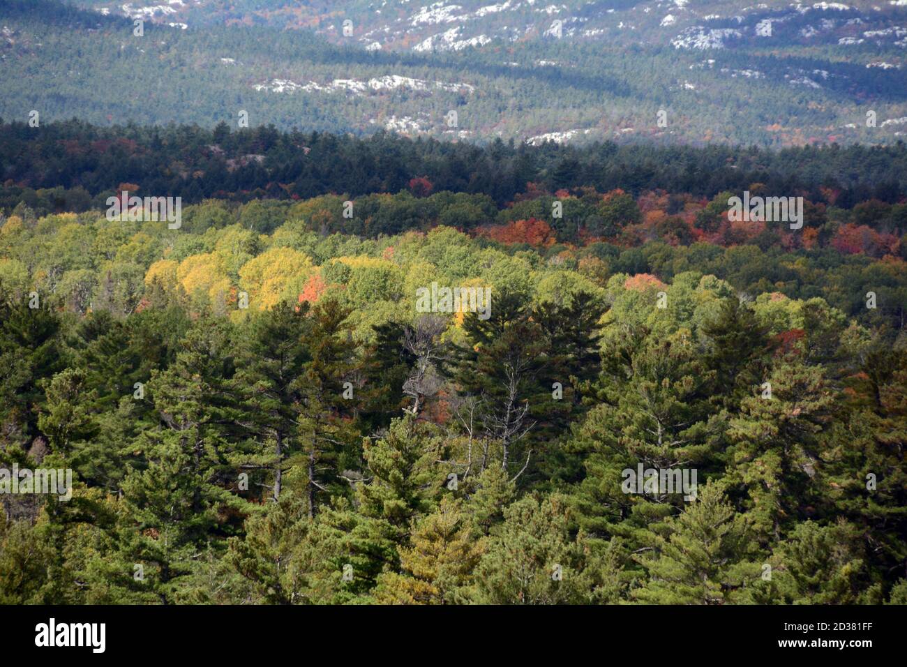 Colori autunnali degli alberi in una foresta mista di conifere e decidui, tra le colline quarzite del Killarney Provincial Park, Ontario, Canada. Foto Stock