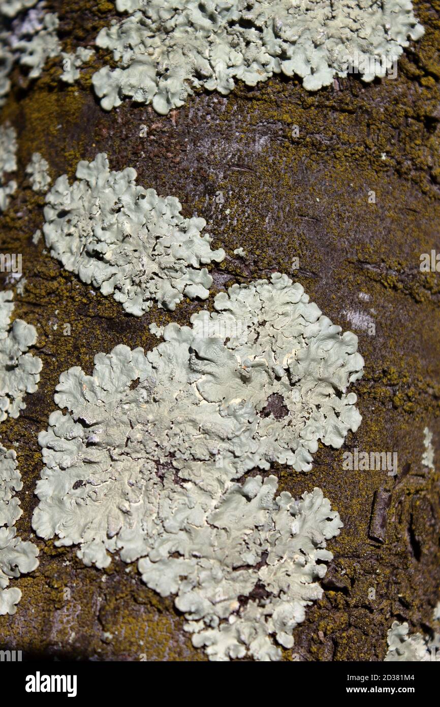 licheni artici bianchi aggrappati ad una roccia al centro della sottobosco  Foto stock - Alamy