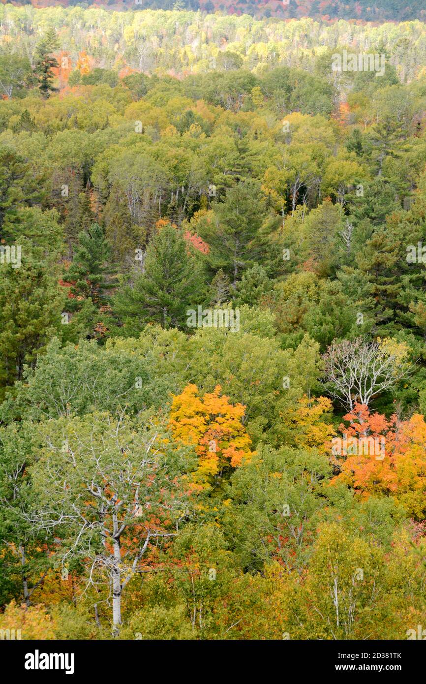 Colori autunnali degli alberi in una foresta mista di conifere e decidui nel Killarney Provincial Park, Ontario, Canada. Foto Stock
