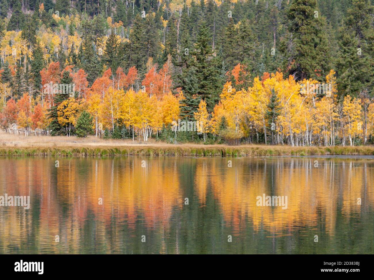 Lago Duck Creek con riflessi autunnali dell'albero di Aspen Foto Stock