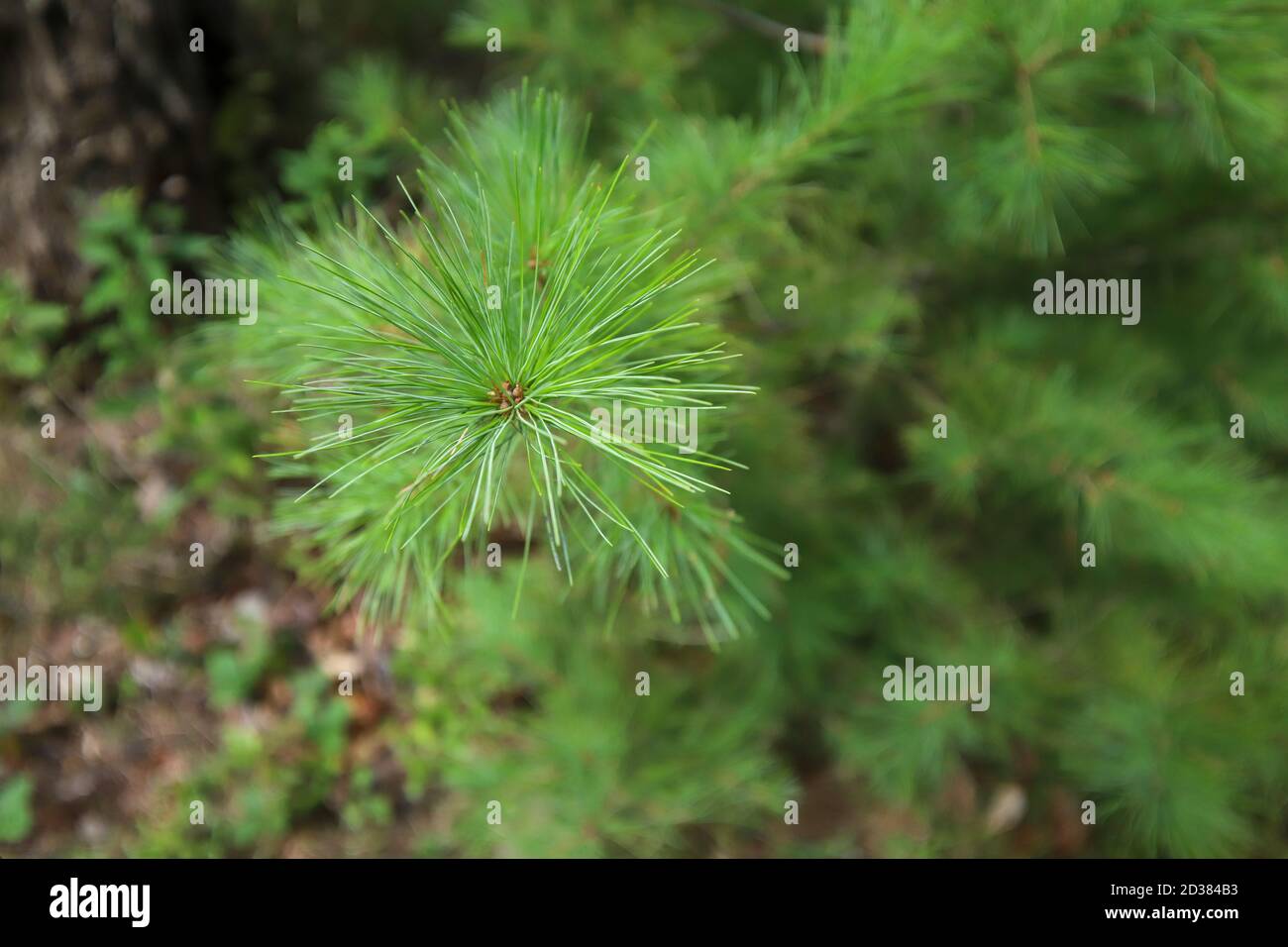 aghi di pino nella foresta Foto Stock