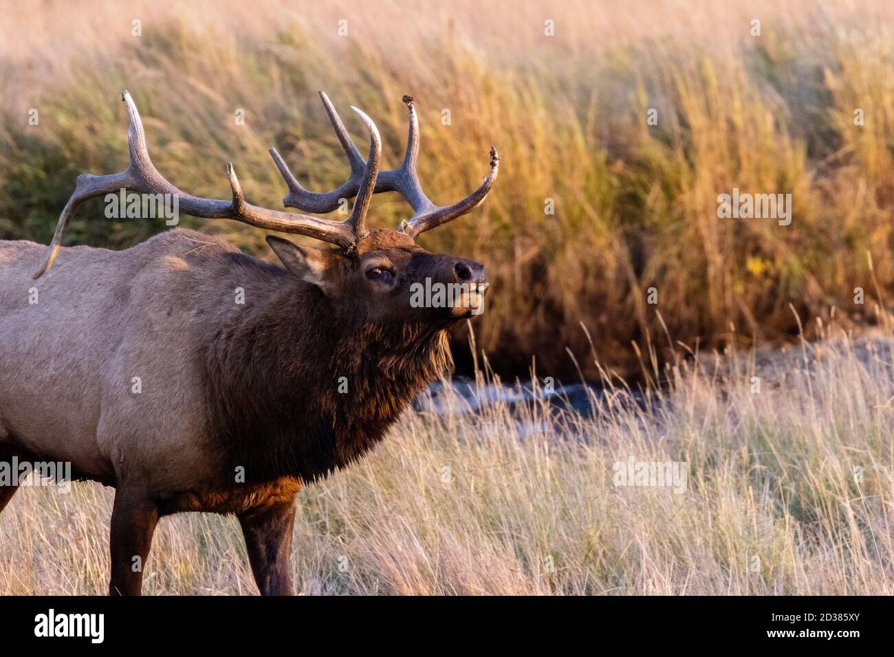 Mandrie di alci durante la stagione delle arachidi nel Rocky Mountain National Park Foto Stock