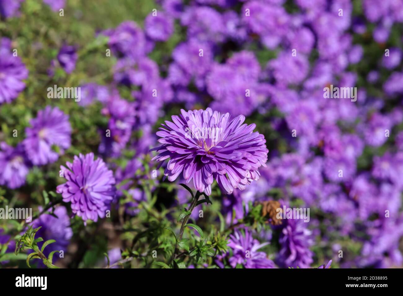 "Henry III" Viola Aster fiore focalizzato in modo preminente su uno sfondo offuscato dei suoi coetanei. Questa fioritura perenne in autunno. Foto Stock