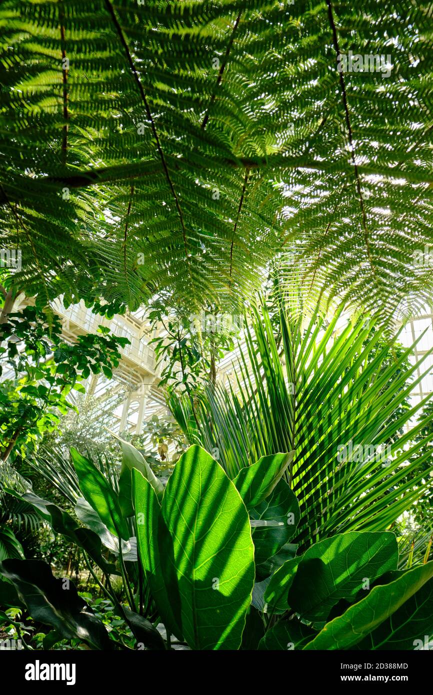 Piante tropicali lussureggiante fogliame presso la Palm House nei Royal Botanic Gardens, Kew a Richmond upon Thames. Foto Stock