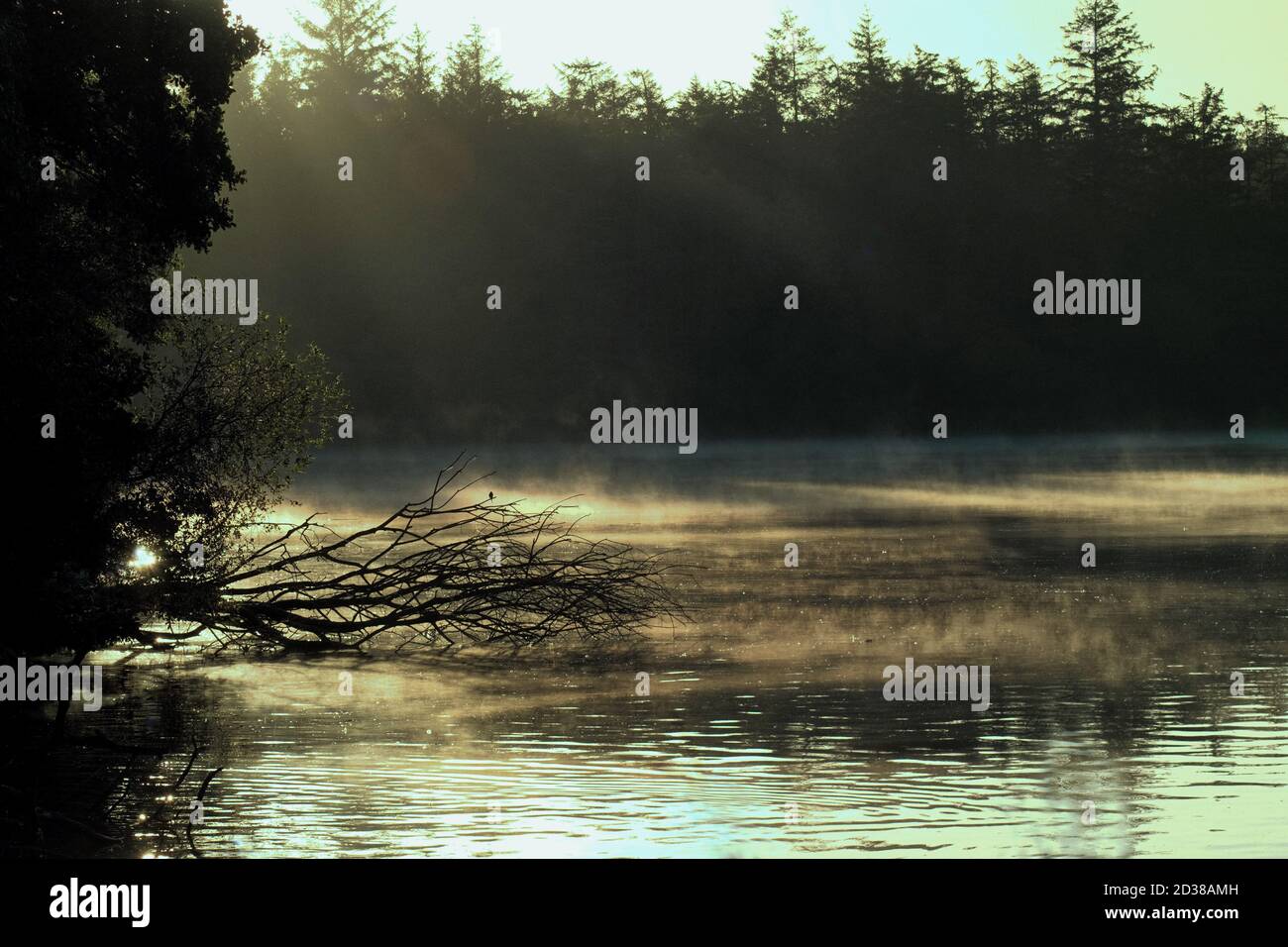 Piccolo uccello su una filiale durante un alba di autunno sopra Un nebbiosa Hillsborough Lake Foto Stock