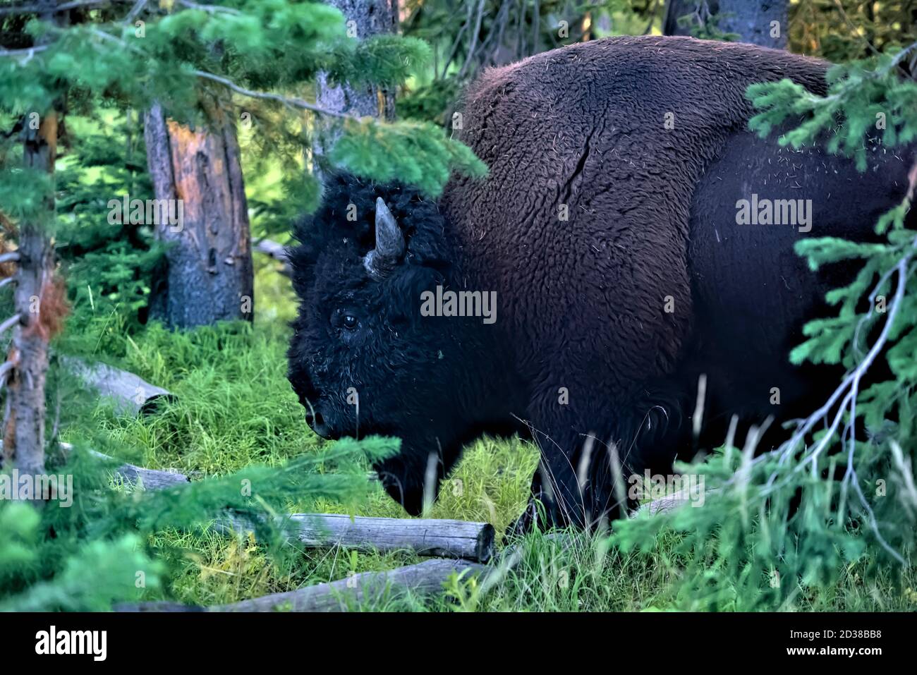 American bison, Yellowstone National Park, Wyoming, Stati Uniti Foto Stock