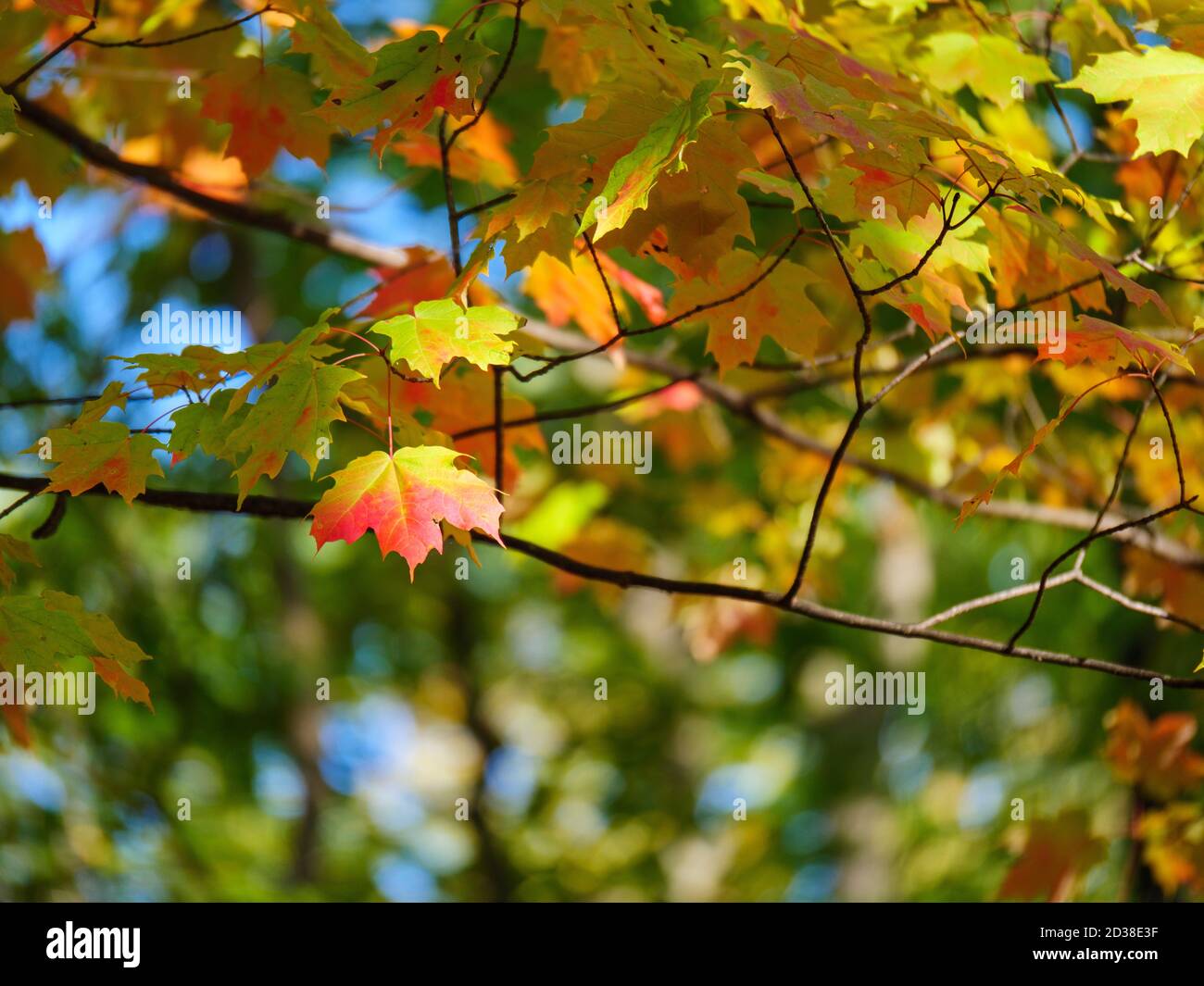 Foglie di acero di zucchero. Thatcher Woods Forest Preserve, Illinois. Foto Stock
