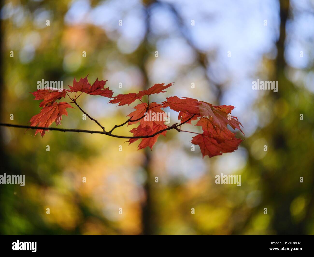 Foglie di acero di zucchero. Thatcher Woods Forest Preserve, Illinois. Foto Stock