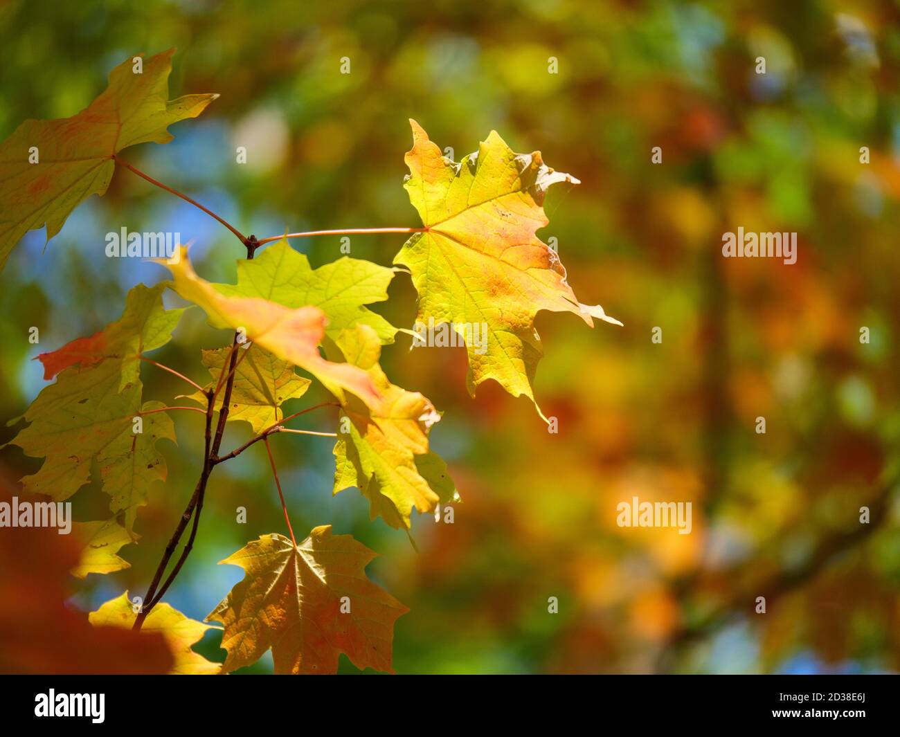 Foglie di acero di zucchero. Thatcher Woods Forest Preserve, Illinois. Foto Stock