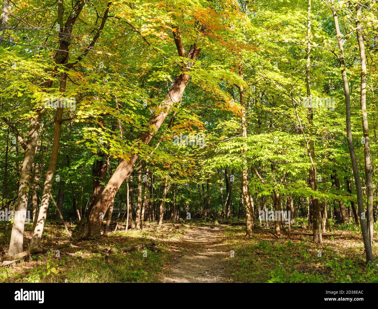 Percorso attraverso boschi autmun. Thatcher Woods Forest Preserve, Cook County, Illinois. Foto Stock