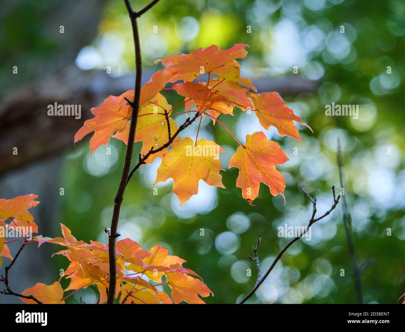 Foglie di acero di zucchero. Thatcher Woods Forest Preserve, Illinois. Foto Stock