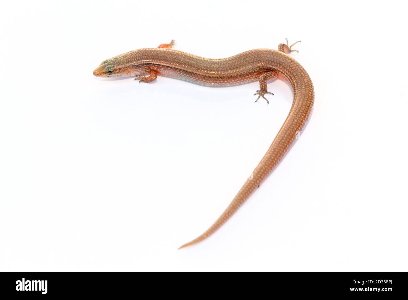 Many-Lined Sun Skink (Common Sliender Skink, Common Sliender Skink, Green Crested Lizard isolato su sfondo bianco Foto Stock