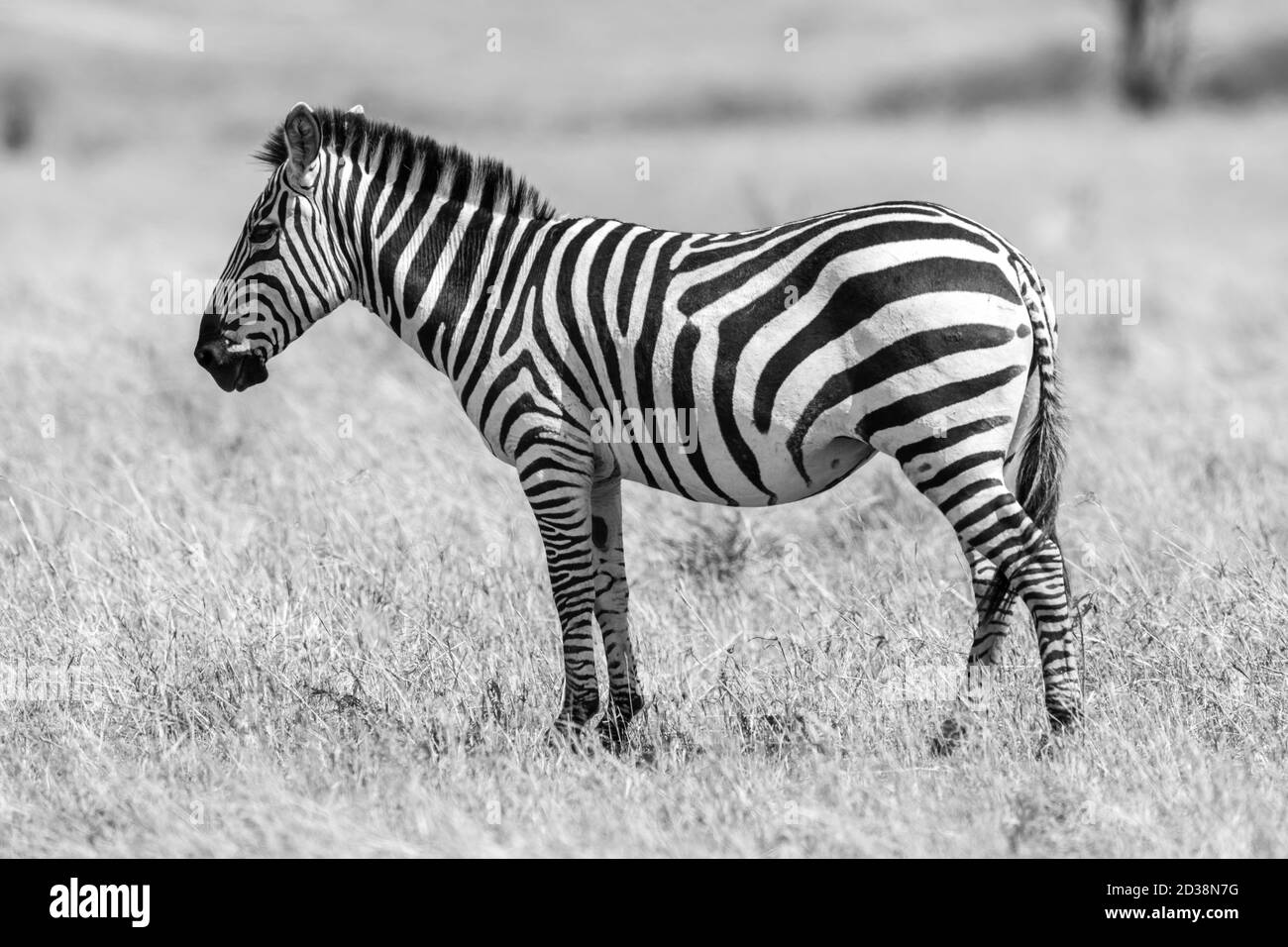 Zebre pianure (Equus quagga) in Kenya, Africa Foto Stock
