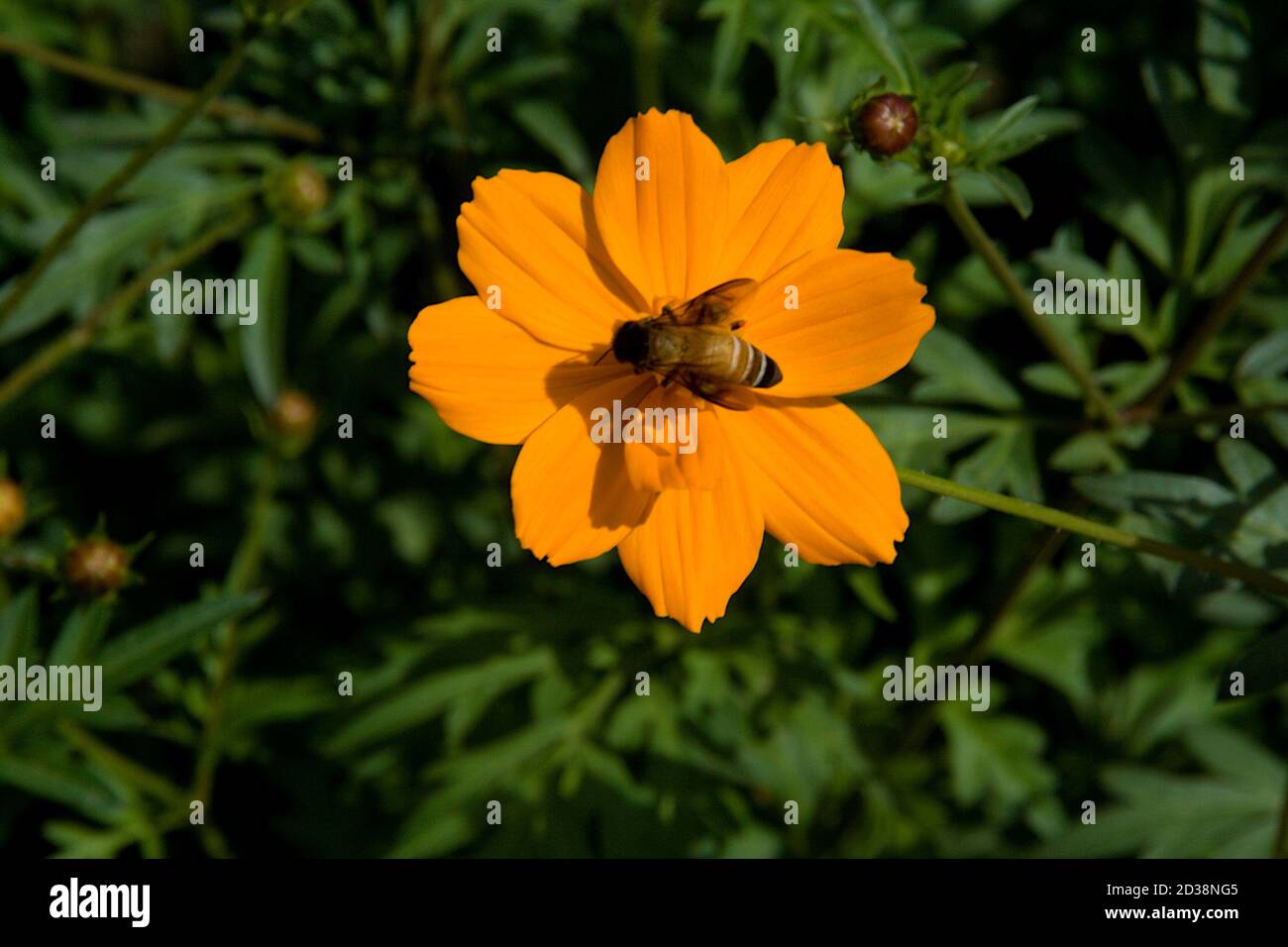 Nettare succhiare l'ape su fiore di cosmo arancione in verde sfocato sfondo Foto Stock