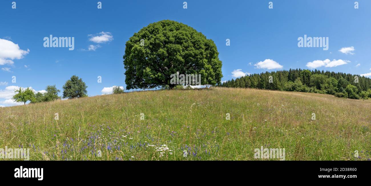 Prato collinare con grande tiglio Foto Stock