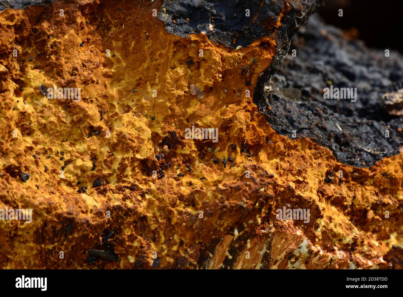 Chaga birches arrugginite colori texture frattura Foto Stock