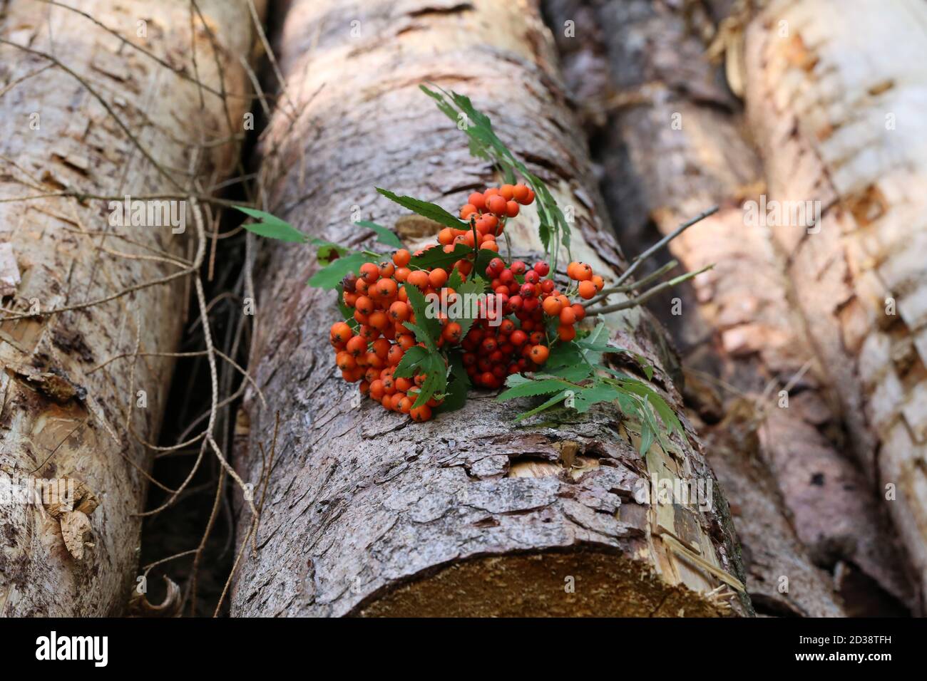 Ramoscelli di cenere rossa di montagna si trovano sui tronchi nel foresta Foto Stock
