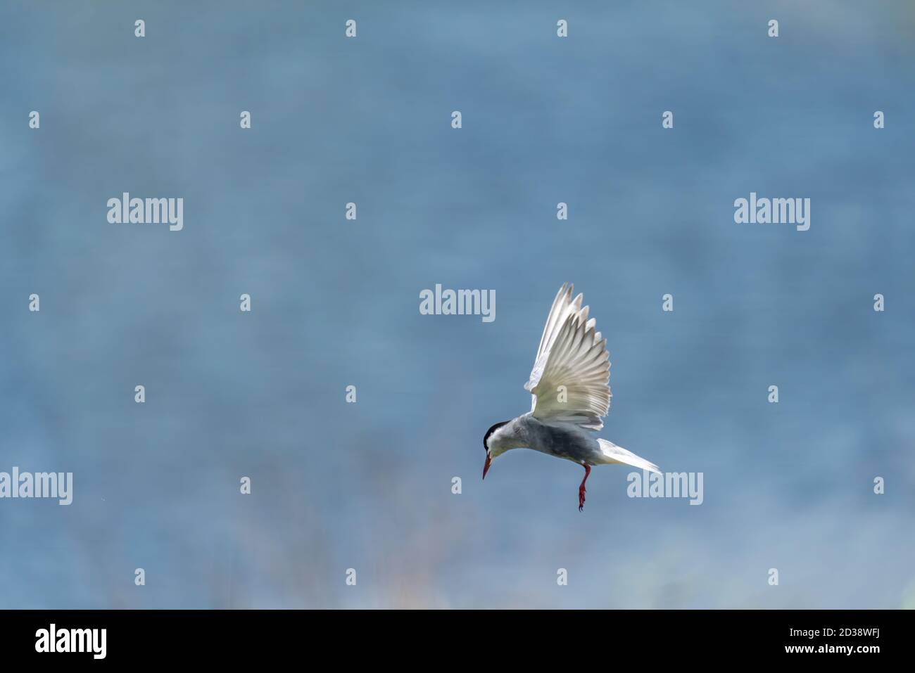 Terna comune in volo con ali estese contro sfondo sfocato Foto Stock