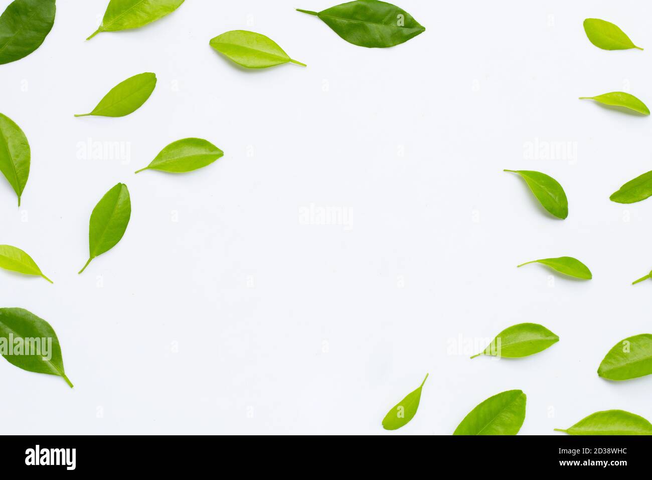 Cornice di verde agrumi foglie su sfondo bianco Foto Stock