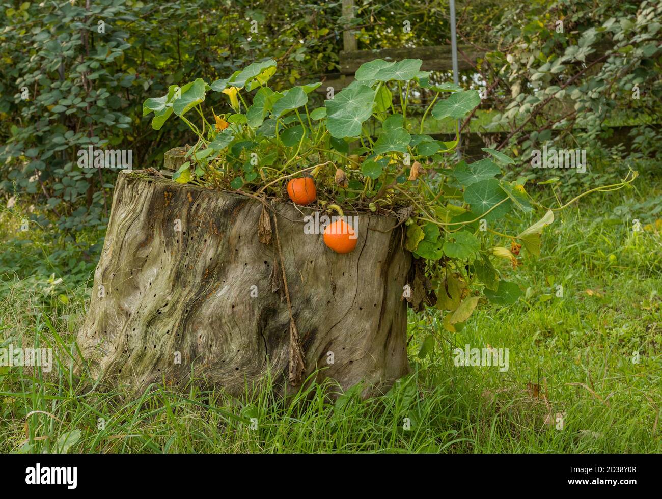 Pianta di zucca di Hokkaido con frutta in un vecchio ceppo di albero Foto Stock