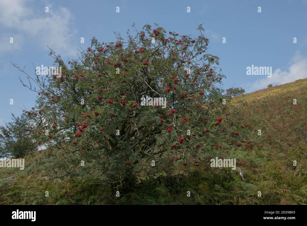 Red Autumn Berries su un Rowan o Mountain Ash Tree (Sorbus aucuparia) che cresce in Moorland all'interno del Parco Nazionale Exmoor nel Somerset Rurale, Inghilterra, Regno Unito Foto Stock