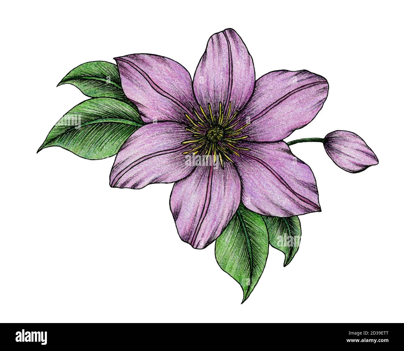 fiore clematis viola isolato su bianco, illustrazione floreale botanica disegnata a mano, design floreale bello e semplice Foto Stock