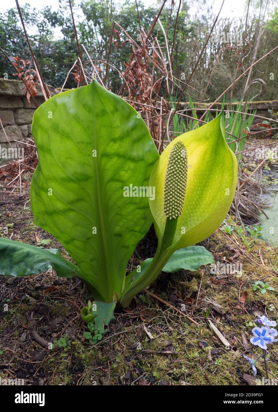 American or Western Skunk Cabbage, Lysichiton americanus, singolo esemplare in fiore in giardino di palude, Worcestershire, Regno Unito Foto Stock