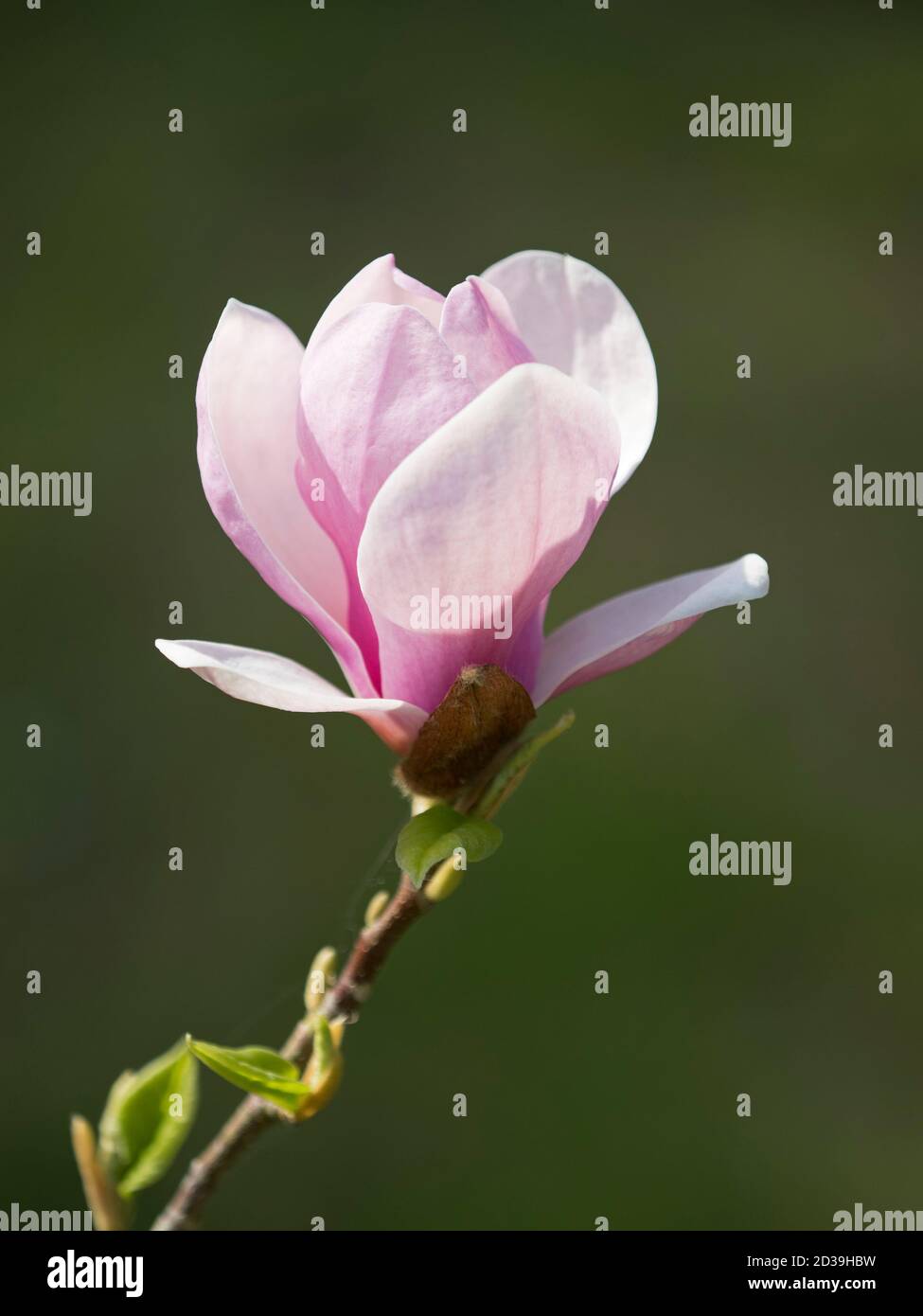 Pink Tulip Magnolia, Magnolia soulangeana lennei, primo piano di fiore singolo, Worcester, Regno Unito. Foto Stock