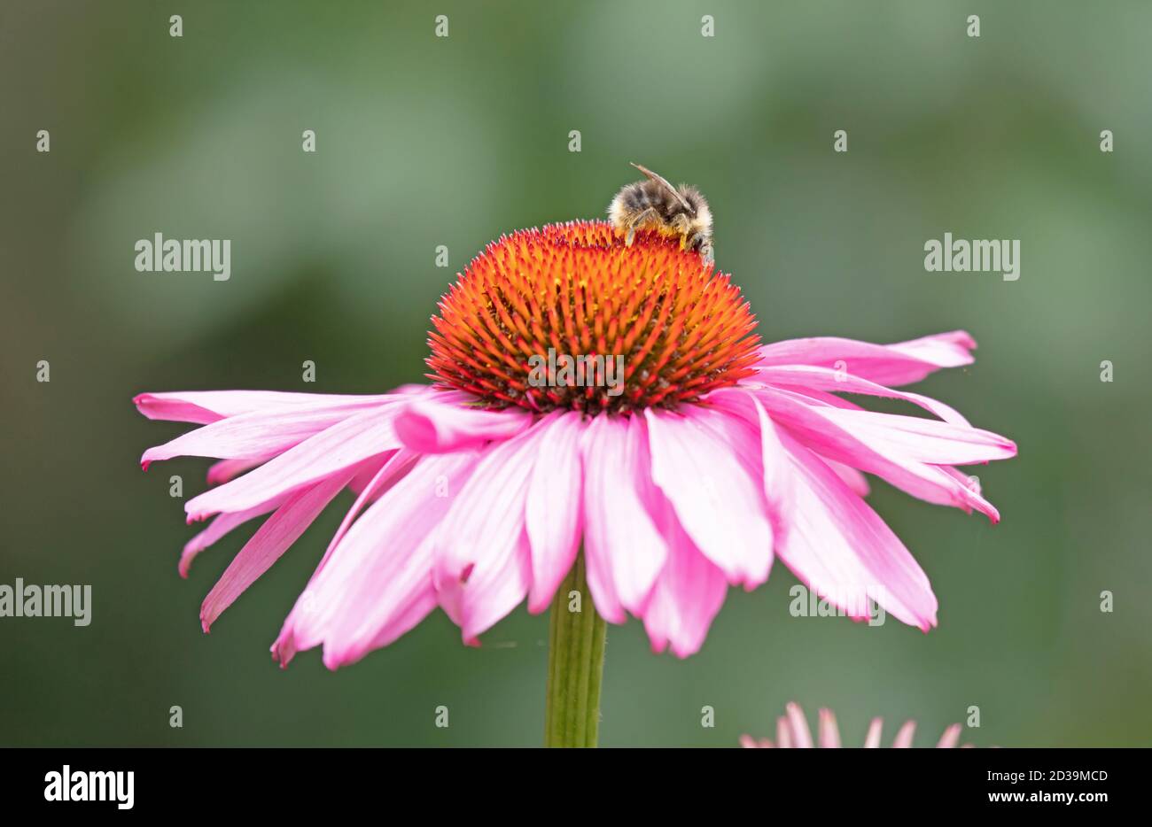 Insetto su un fiore rosa, raccogliendo polline (fuoco selettivo) Foto Stock