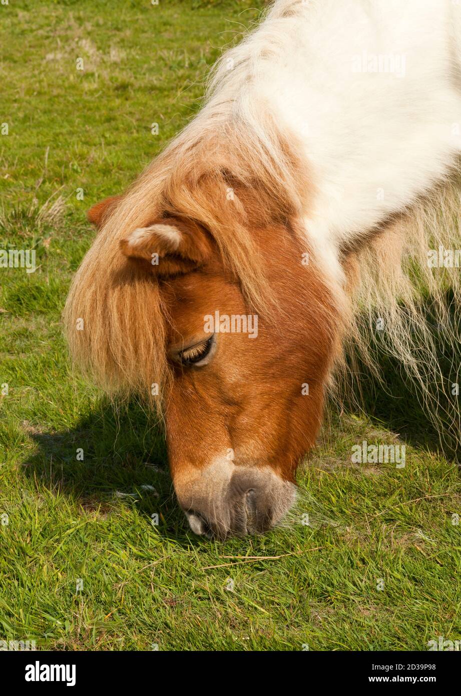 Un pony spiedato che mangia erba Foto Stock