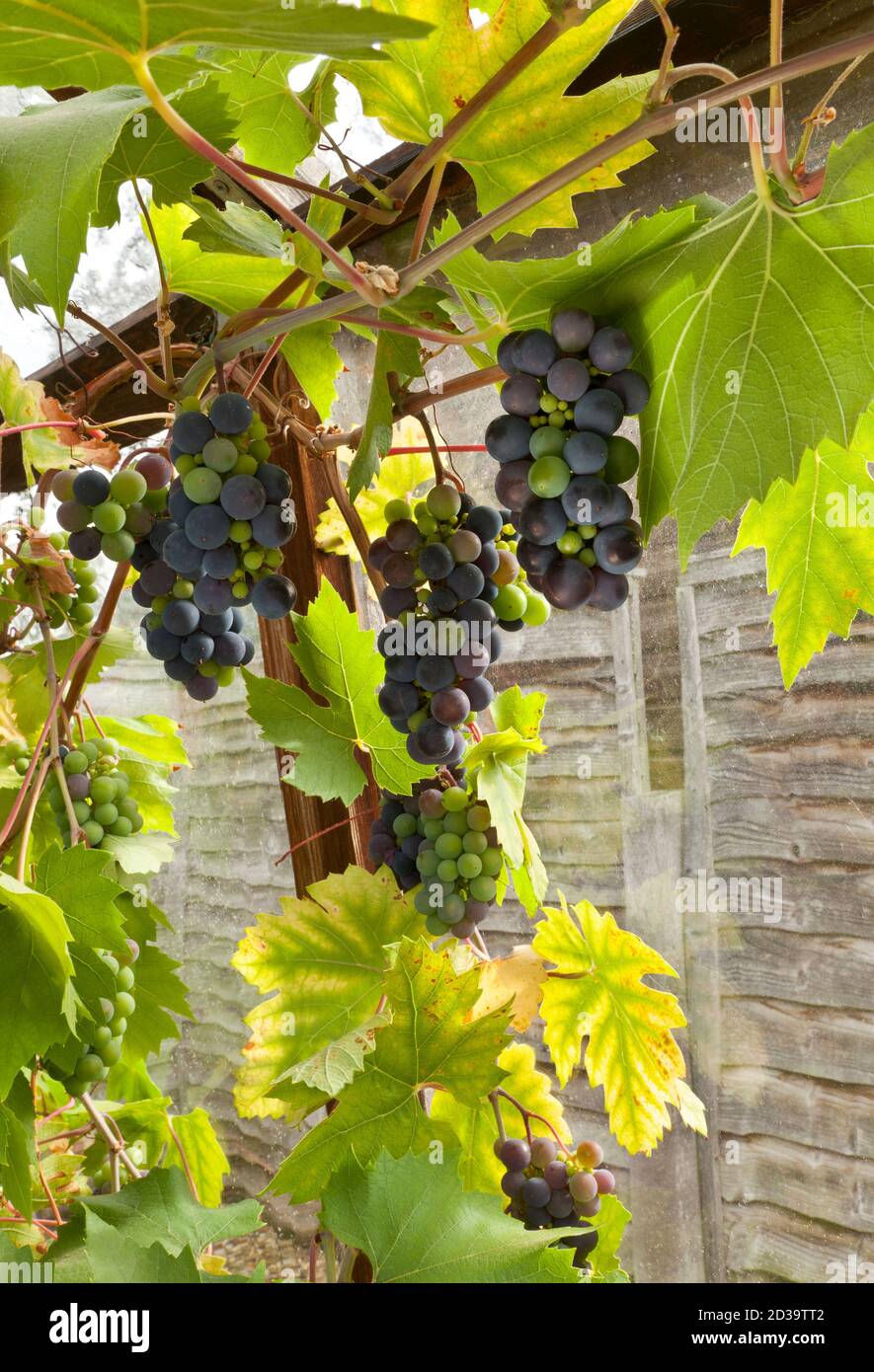 Uva sulla vite che cresce in serra Foto Stock