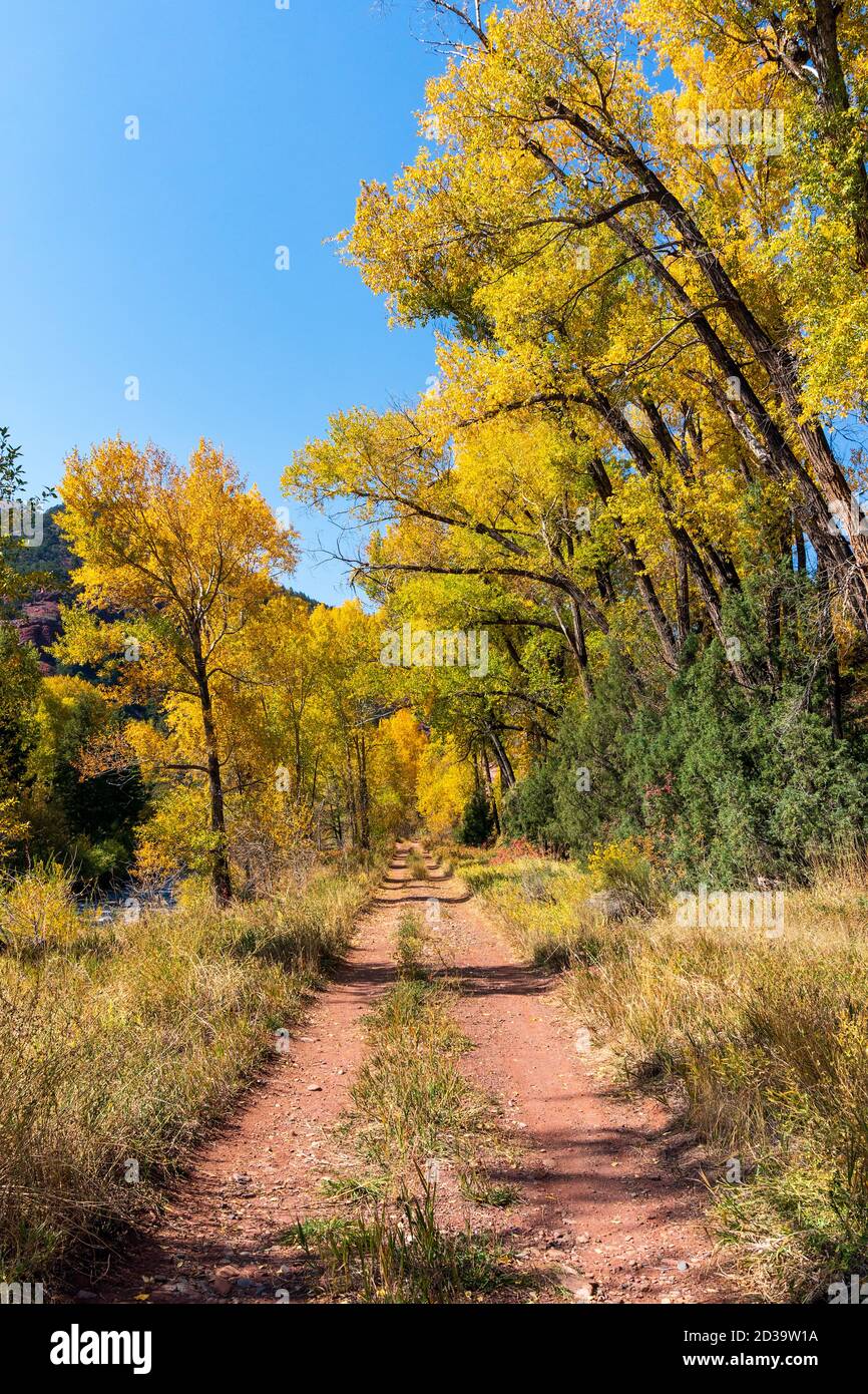 Percorso escursionistico fiancheggiato da alberi e colori luminosi delle cadute lungo il fiume San Miguel a Telluride, Colorado, Stati Uniti Foto Stock