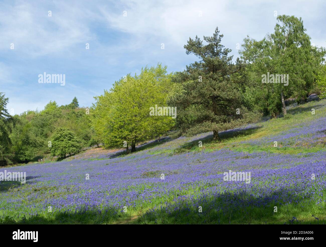 Bluebells, Hyacynthoides non-scripta, da Jubilee Drive, Malvern Hills, Worcestershire, Regno Unito Foto Stock
