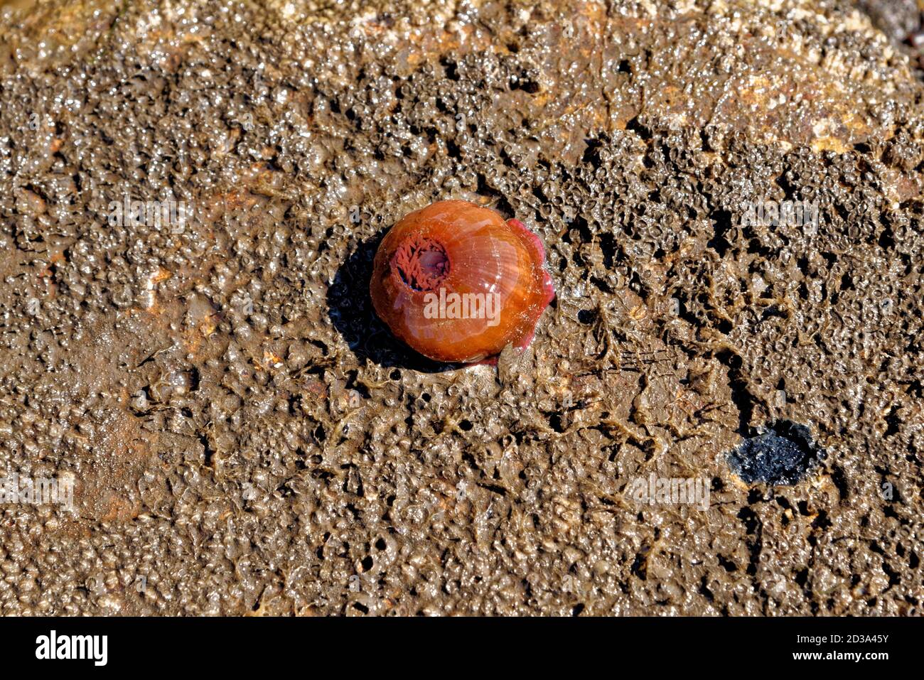 Ricci di mare su roccia sulla costa del mare Foto Stock