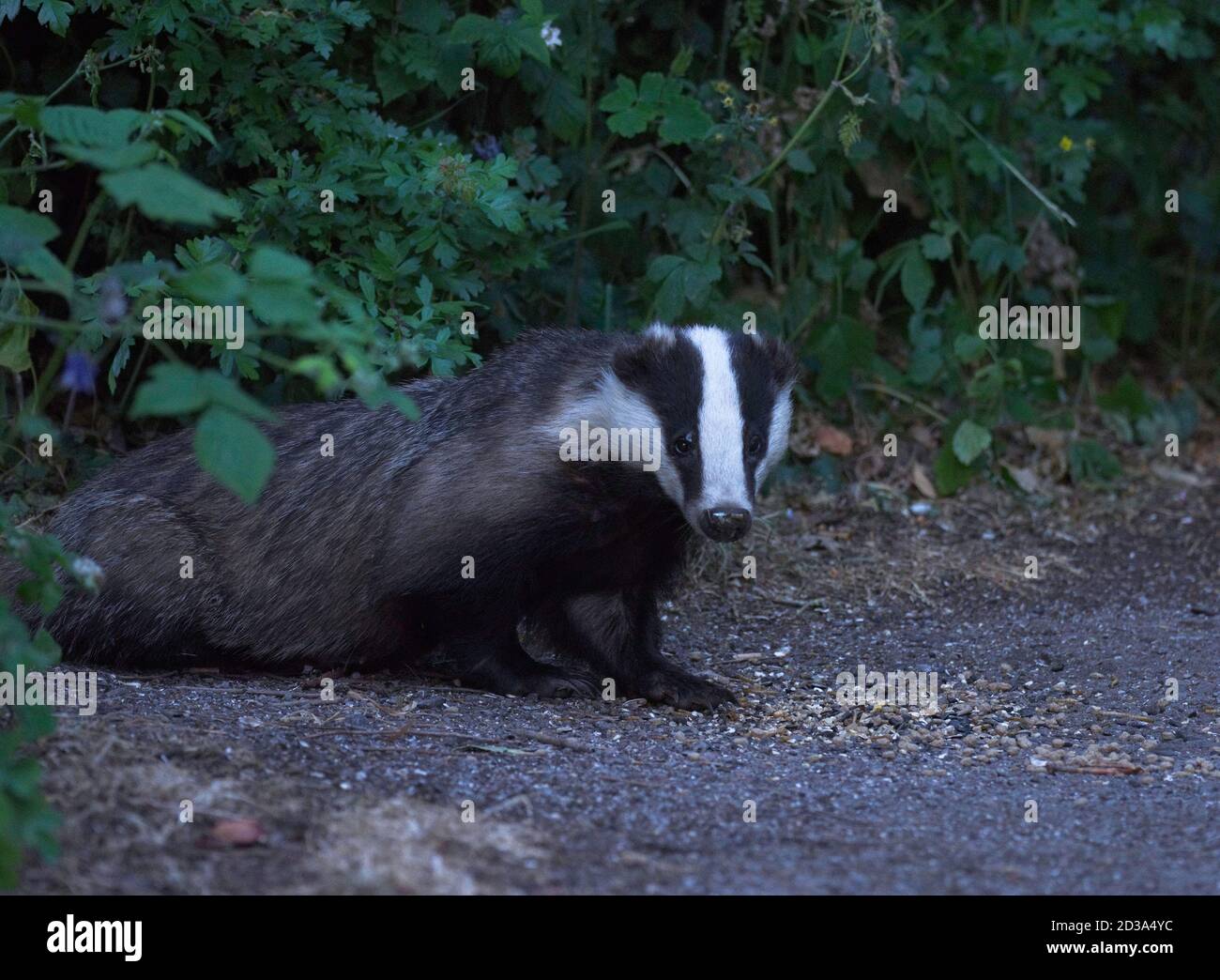 Badger, Meles meles, singolo adulto in giardino in tarda serata, Worcestershire, Regno Unito. Foto Stock