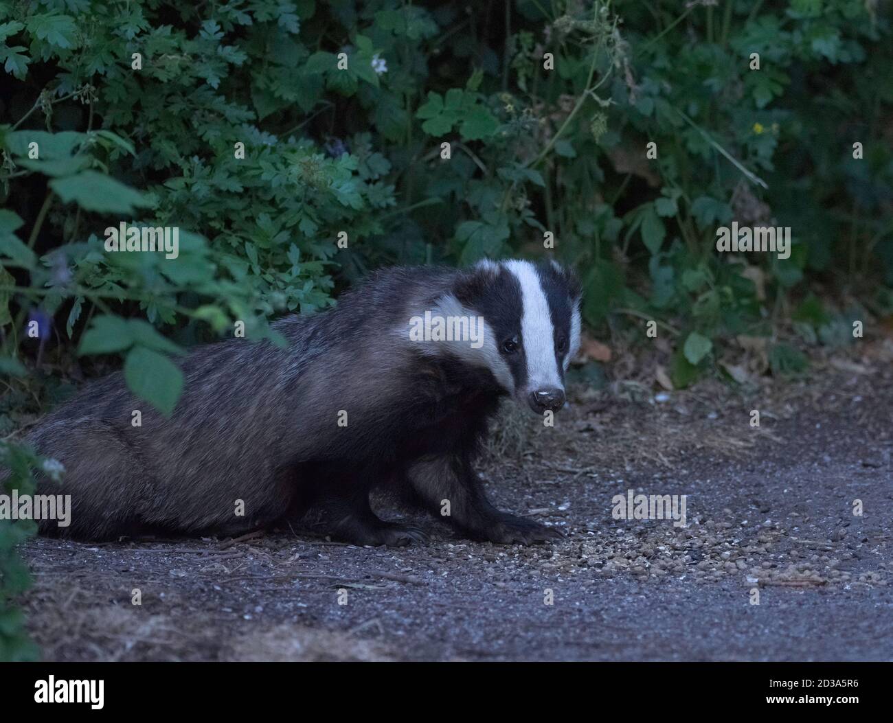 Badger, Meles meles, singolo adulto in giardino in tarda serata, Worcestershire, Regno Unito. Foto Stock