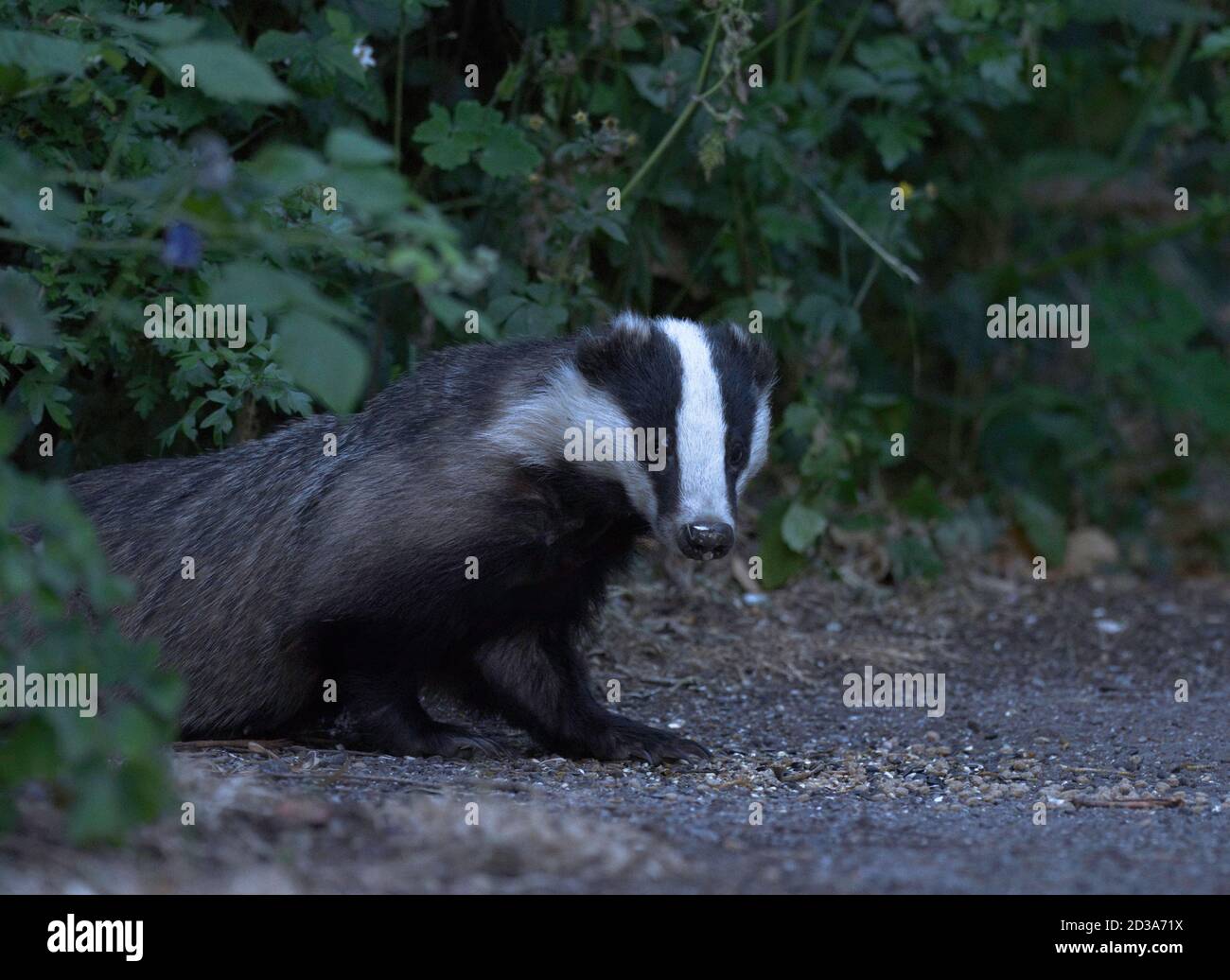 Badger, Meles meles, singolo adulto in giardino in tarda serata, Worcestershire, Regno Unito. Foto Stock