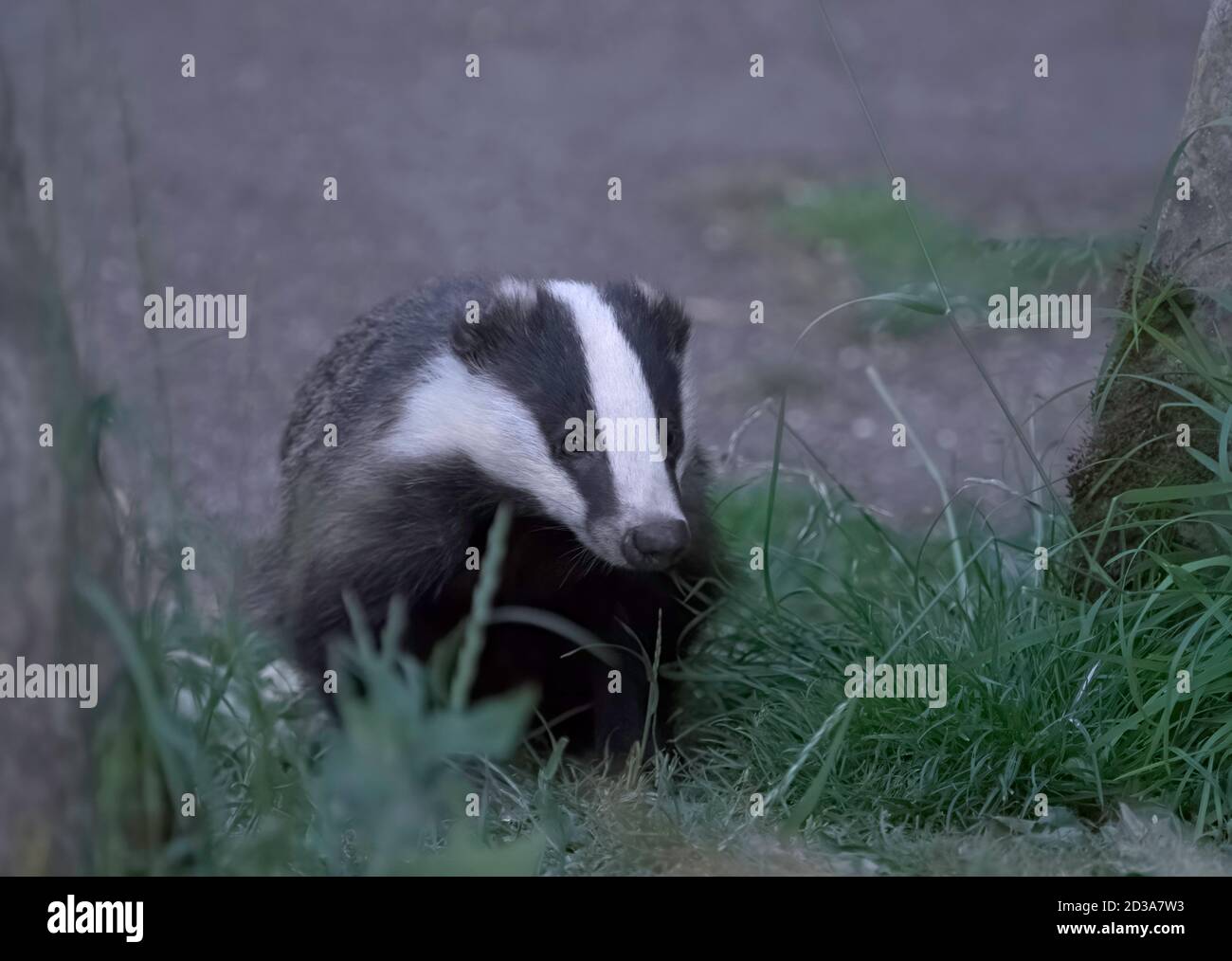 Badger, Meles meles, singolo adulto in giardino in tarda serata, Worcestershire, Regno Unito. Foto Stock