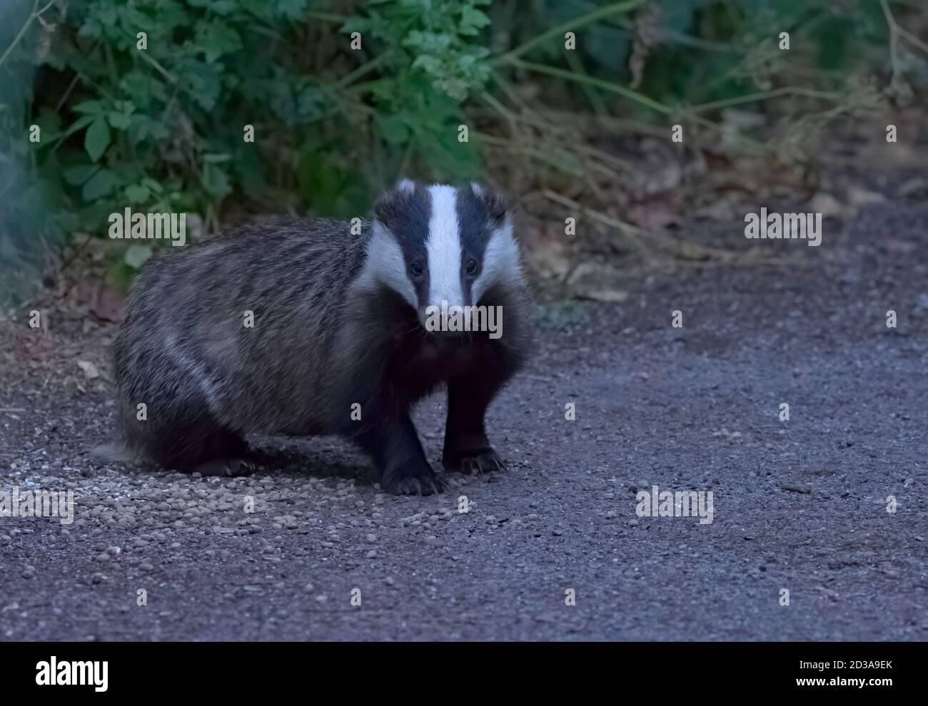 Badger, Meles meles, singolo adulto in giardino in tarda serata, Worcestershire, Regno Unito. Foto Stock