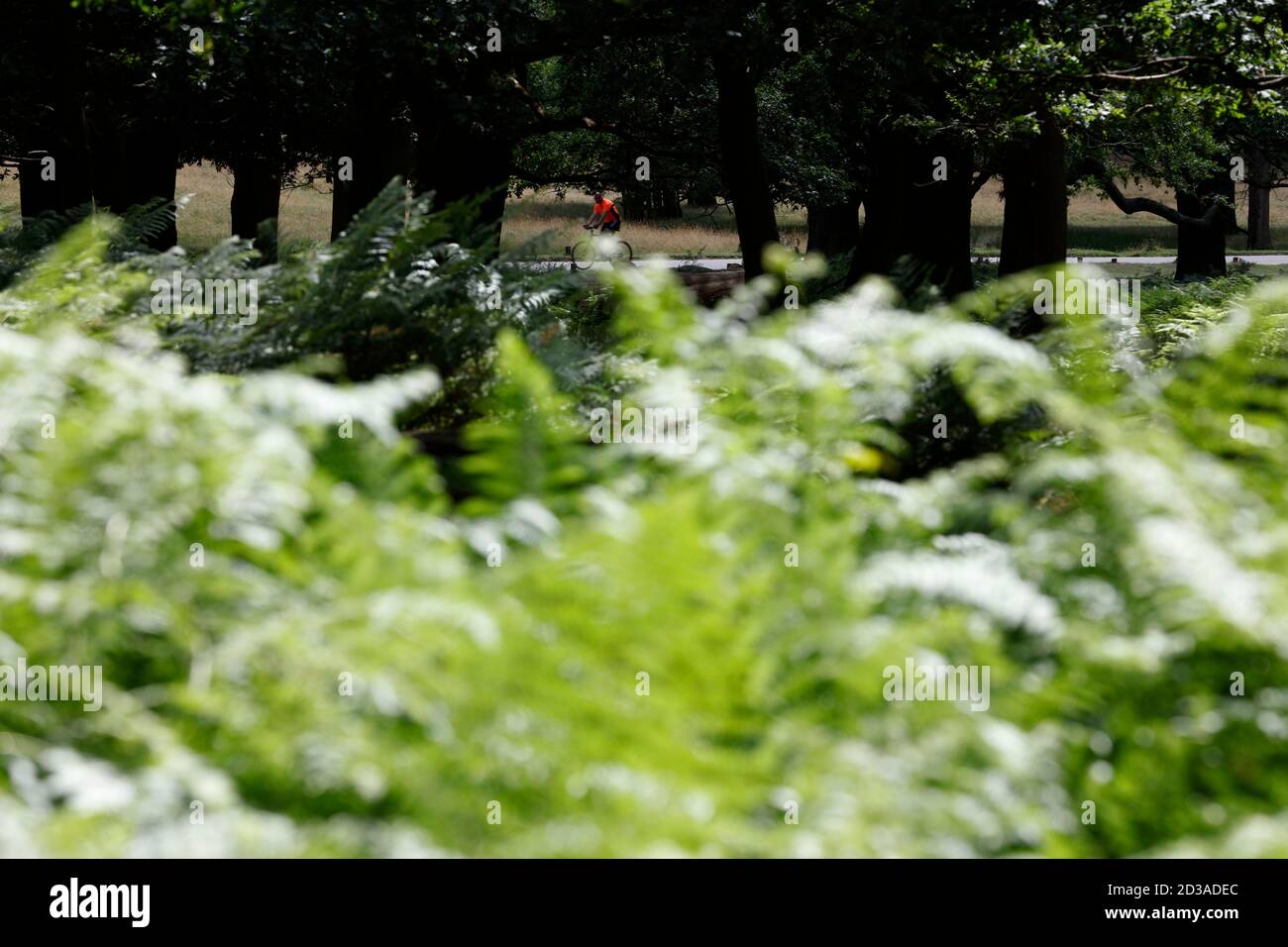 Guardando attraverso Two Storm Wood verso un ciclista su Sawyer's Hill, Richmond Park, Londra, Regno Unito Foto Stock